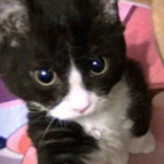 小猫你吃芝士汉堡吗