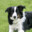 Lassie_Dog's Avatar