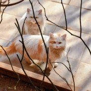 一杯不放糖的咖啡