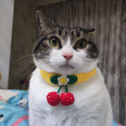 我知道你很急但是你先别急