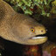 eel