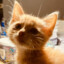 猫猫头