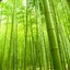 Bamboo