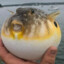 Sir_Pufferfish