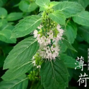 薄荷中介回收库存