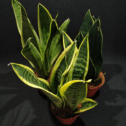 sansevieria