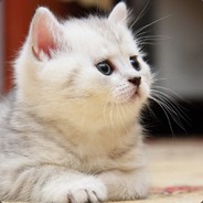 含着奶嘴逛青楼