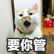 胖猫猫
