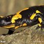 Salamander