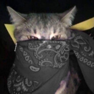 gangstaCAT