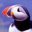 Puffin