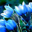 blueraven162