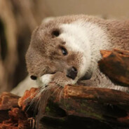 网络延迟真没法