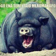 самая жирная свин