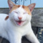 kitten tickler
