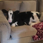 cow on couch