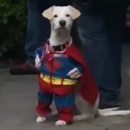 狗儿要听狗儿歌