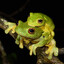 FrogSex