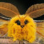 Cheeseball Moth