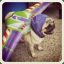 PugLightyear