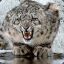 Snow Leopard.|Nullified