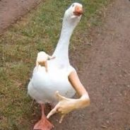 Gangster Goose