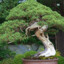 Bonsai