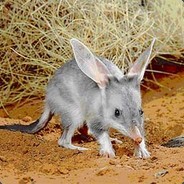 Bilby