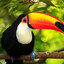 LeToucan