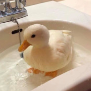 quackkkk