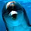 Siamese Dolphin