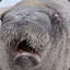 Crimean_Walrus