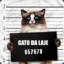 Gato da laje