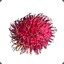 Rambutan