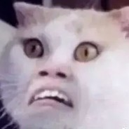 中东憨匪弟弟毛