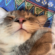 我只是个爱你的笨蛋