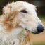 Borzoi