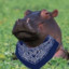 HippoCrip