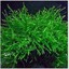 java_moss