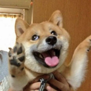 GL-首席执行总监