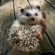 Ku-Ku PEEK !!ADRENALINE!!