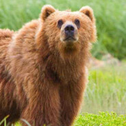 攻击力加倍吧我说