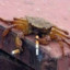 crab with knife