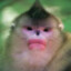 ⊱Ɑ͞ﻝ Chinese Monkey (+W)