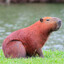 Capivara...™