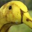 Bananaduck