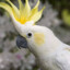 (OH) Cockatoo