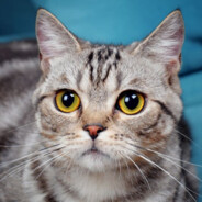 灵哥不做磨刀石