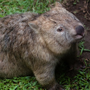 CombatWombats