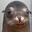 Herbert